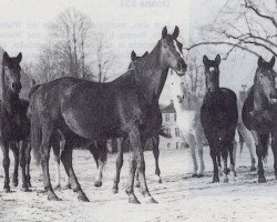 broodmare Dolly (Trakehner, 1940)