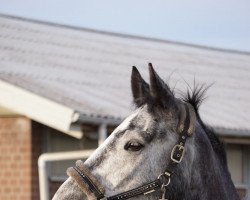 Springpferd Black Pearl 128 (Deutsches Sportpferd, 2015, von Belantis)