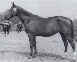 Zuchtstute Darstellerin (Trakehner, 1939, von Bertilo)