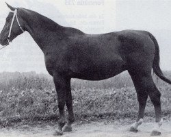 Zuchtstute Brangaene (Trakehner, 1938, von Sandgraf)