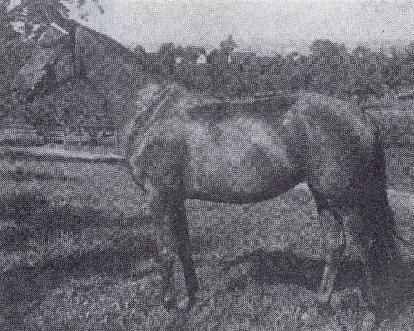 broodmare Amsel AA (Anglo-Arabs, 1947, from Lapis)