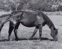 Zuchtstute Alraune (Trakehner, 1943, von Pythagoras)