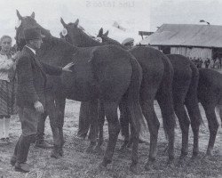 Zuchtstute Aida (Trakehner, 1941, von Eichendorf)