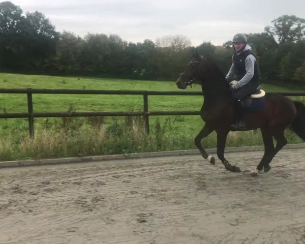 Video of Czabo S