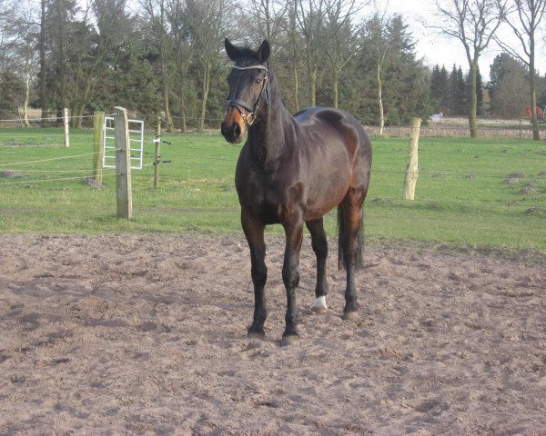 broodmare Fiona (Hanoverian, 1995, from Feiner Graf)