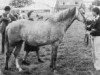 broodmare Chiltern Gazelle (Connemara Pony, 1970, from Island Duke)