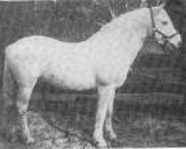 stallion Atlantic Cliff (Connemara Pony, 1974, from Dangan Dun)