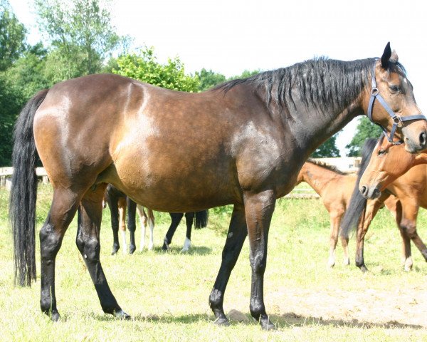 broodmare Weradiva xx (Thoroughbred, 1996, from Seratino xx)