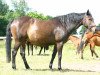 broodmare Weradiva xx (Thoroughbred, 1996, from Seratino xx)