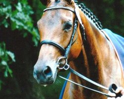 broodmare Donna HP (Hanoverian, 2004, from Donnersmarck)