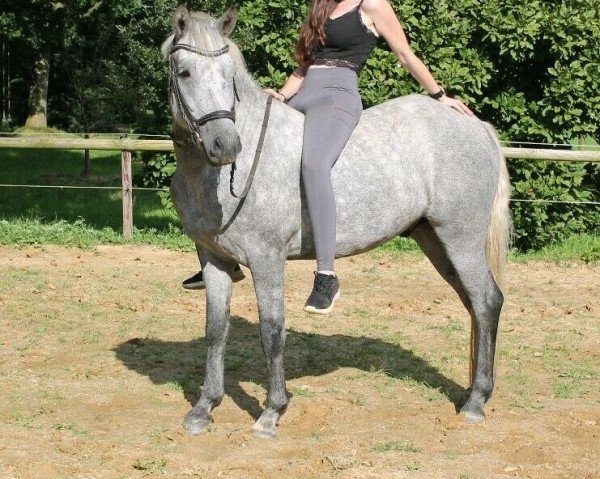 Springpferd Harbogaards Cody (New-Forest-Pony,  , von AB Jetstream)