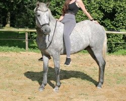 jumper Harbogaards Cody (New Forest Pony,  , from AB Jetstream)