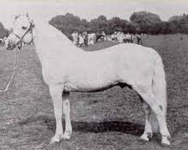 Deckhengst Lavalley Rebel (Connemara-Pony, 1935, von Rebel)