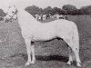 Deckhengst Lavalley Rebel (Connemara-Pony, 1935, von Rebel)