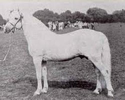 Deckhengst Lavalley Rebel (Connemara-Pony, 1935, von Rebel)