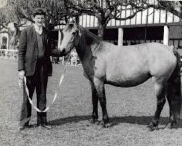 broodmare Cashel Kate (Connemara Pony, 1956, from Tully Lad)
