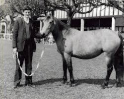 Zuchtstute Cashel Kate (Connemara-Pony, 1956, von Tully Lad)