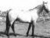 Zuchtstute Ballydonagh Kate (Connemara-Pony, 1964, von Mac Dara)