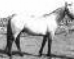 broodmare Ballydonagh Kate (Connemara Pony, 1964, from Mac Dara)