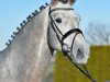 jumper Can Fly Berlin (Oldenburg show jumper, 2009, from Berlin)