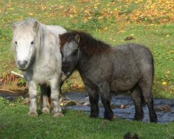 broodmare Kia v.d. Gerlingermühle (Shetland pony (under 87 cm), 2013, from Paradox a.d.Westerwald)