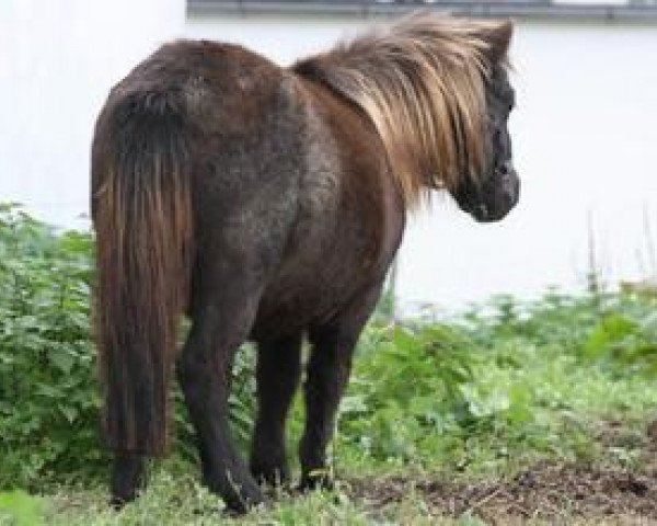 horse Many Minis Don't Touch (Shetland pony (under 87 cm), 2011, from Lord-Lester)