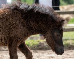 dressage horse Sugarbabe von der Mühle (Shetland Pony, 2021, from Flamingo)