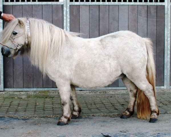 broodmare Wartouska II van de Pollen (Shetland pony (under 87 cm), 2005, from Jewel v.d. Klef)