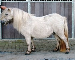 Zuchtstute Wartouska II van de Pollen (Shetland Pony (unter 87 cm), 2005, von Jewel v.d. Klef)