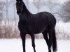 broodmare Lady Justin (Oldenburg, 1996, from Justinian xx)