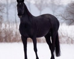 broodmare Lady Justin (Oldenburg, 1996, from Justinian xx)