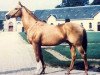 stallion Benroy xx (Thoroughbred, 1971, from Double Jump xx)
