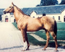 stallion Benroy xx (Thoroughbred, 1971, from Double Jump xx)