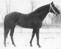 stallion Toe Hold xx (Thoroughbred, 1960, from Native Dancer xx)