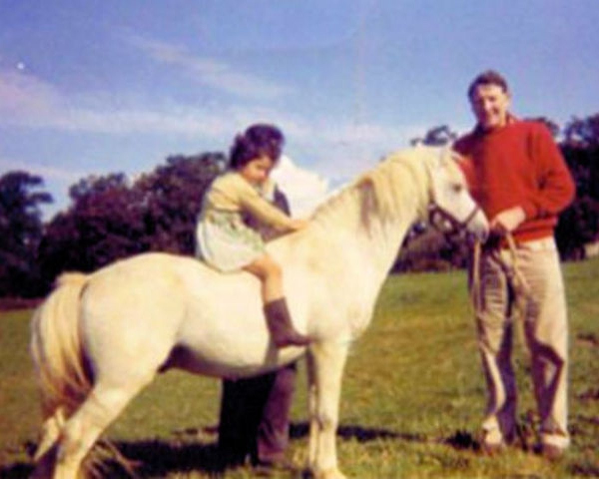 stallion Ceulan Revelry (Welsh mountain pony (SEK.A), 1943, from Ceulan Revolt)