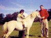 stallion Ceulan Revelry (Welsh mountain pony (SEK.A), 1943, from Ceulan Revolt)