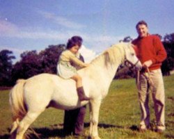 stallion Ceulan Revelry (Welsh mountain pony (SEK.A), 1943, from Ceulan Revolt)