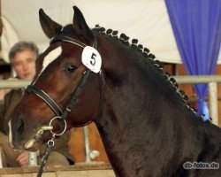 dressage horse Cuba Libre (German Sport Horse, 2006, from Carpalo)