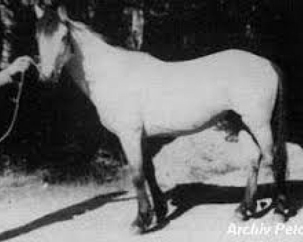 stallion Dun Aengus (Connemara Pony, 1958, from Dun Lorenzo)