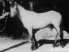 Deckhengst Dun Aengus (Connemara-Pony, 1958, von Dun Lorenzo)