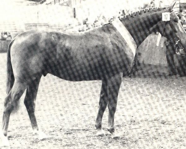 Pferd Fangio (Rheinländer, 1982, von Foxtrott)