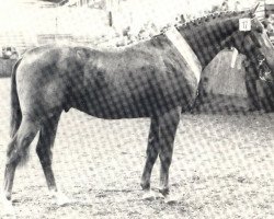 Deckhengst Fangio (Rheinländer, 1982, von Foxtrott)