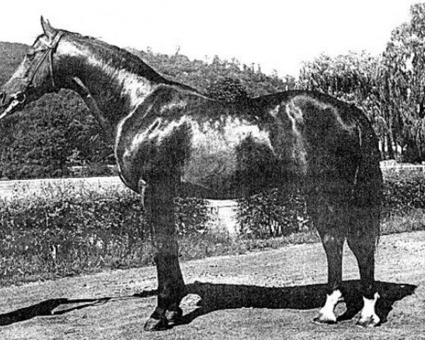 stallion Ratsherr (Hessian Warmblood, 1960, from Radetzky)