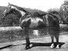 stallion Ratsherr (Hessian Warmblood, 1960, from Radetzky)