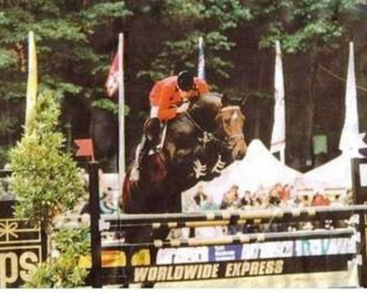 Deckhengst Condor (Holsteiner, 1992, von Cor de la Bryère)