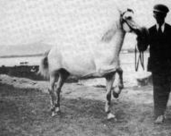 Zuchtstute Noreen (Connemara-Pony, 1941, von Heather Bell)