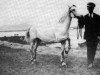 Zuchtstute Noreen (Connemara-Pony, 1941, von Heather Bell)