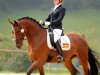 dressage horse All Inclusive (Zweibrücken, 2009, from Almati)