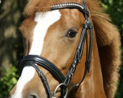 jumper Crispino Gold (German Riding Pony, 2009, from Charivari)