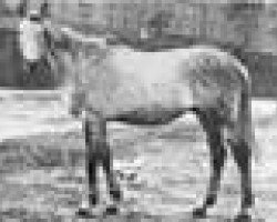 stallion Winter xx (Thoroughbred, 1935, from Manna xx)